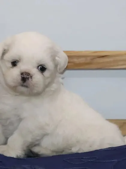 Another one of my adorable white Shih Tzu puppies, ready for a loving home. They are vaccinated and dewormed with all records provided.