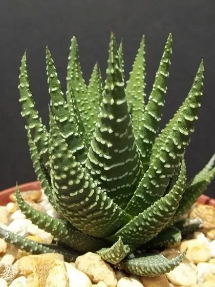 The Haworthia Zebra is a small succulent with a big personality. Its striking white stripes make it a favorite among plant enthusiasts, and it's very easy to care for.