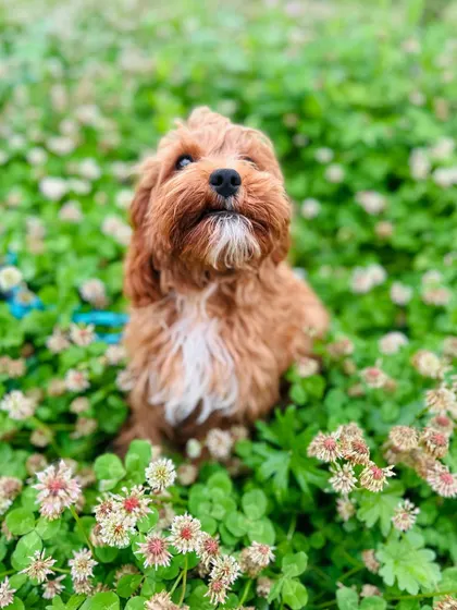 Murphy, a recent graduate, looking picture-perfect in a field of clovers. We work on building a calm and focused mindset, no matter the distraction.