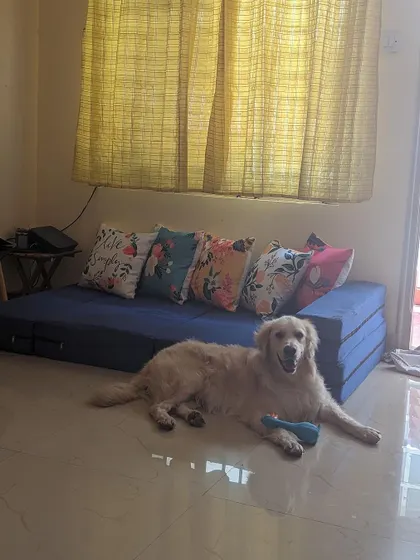 An update on Buddy's progress. He's on heart medication, homeopathy, and a good meat diet, and his panting is better. We still have pending bills for his care, and every small donation helps us clear them.