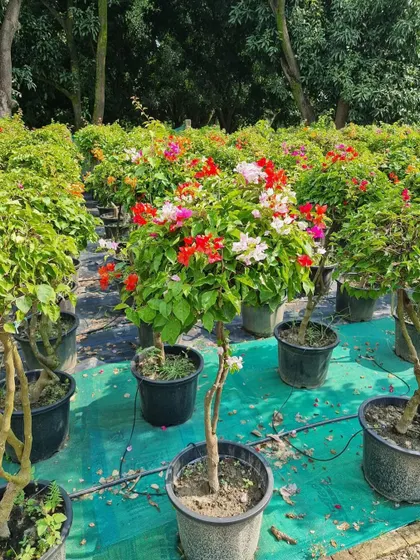 A beautiful Bougainvillea topiary, cultivated at our nursery. These flowering plants are perfect for adding a spectacular burst of color to outdoor entrances, patios, or event spaces.