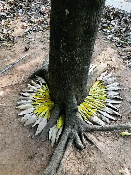 A different perspective of the leaf art around the tree trunk. It’s amazing what you can create with just what you find on the ground.