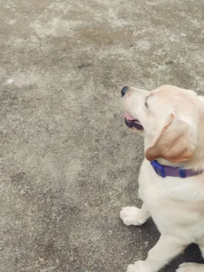A beautiful profile of Whiskey on his first day. The puppy foundation program is designed to set these little ones up for a lifetime of success.