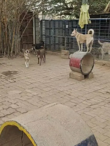 One of the dogs has claimed the top of the play tunnel as his lookout spot. It’s great to see them using the environment we've built for them.