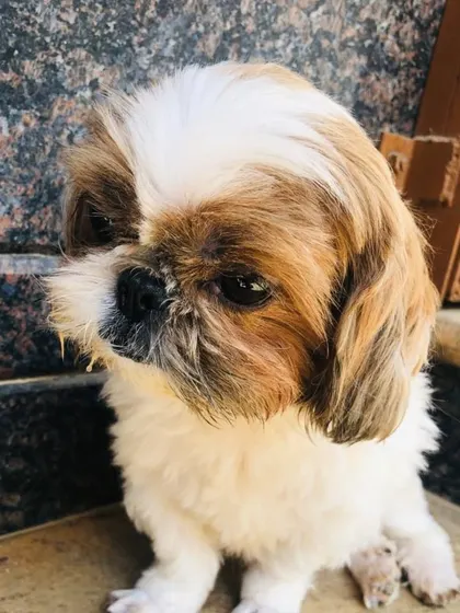 A cute Shih Tzu puppy. We provide a safe and playful environment for puppies to grow and socialize.