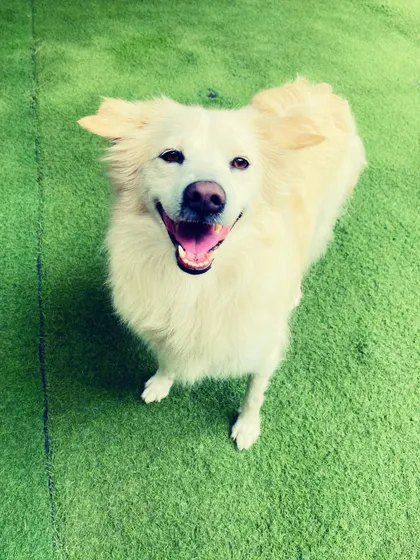 This fluffy white Spitz mix is all smiles for the camera. We love capturing the unique personalities of every dog in our care.