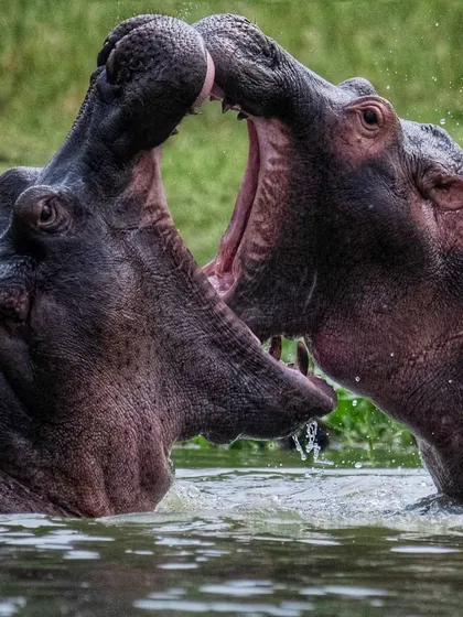 Hippo sweat, a reddish secretion, acts as a natural sunscreen and antibiotic. This image captures two hippos interacting, their skin glistening with this unique adaptation.