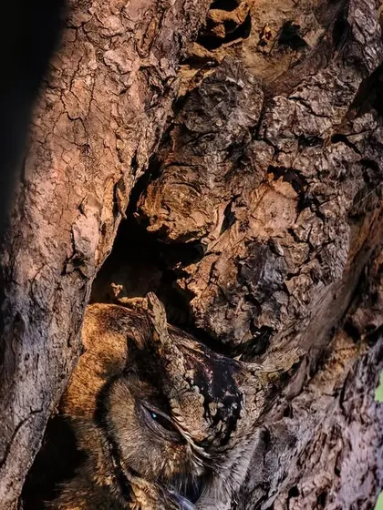 Can you spot the hidden creature? A Scops Owl is perfectly camouflaged against the bark of a tree. Nature's mysteries are all around us, waiting to be discovered by a patient and observant eye.