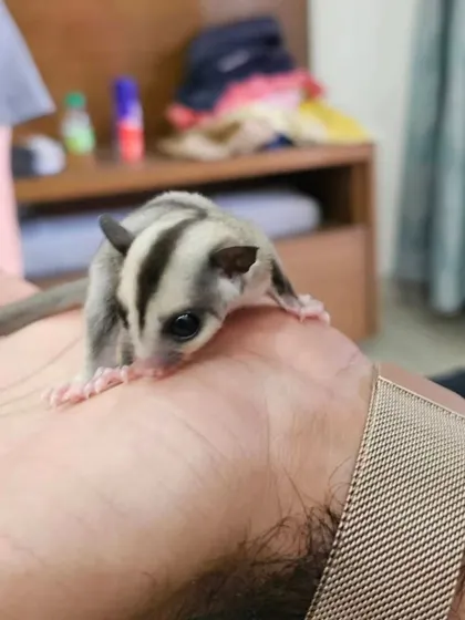 This curious little sugar glider is exploring a new friend's hand. These exotic pets are known for their bonding capabilities and make for incredibly rewarding companions.