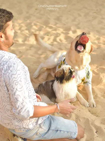 Sharing the fun with the whole pack. This shot captures a moment of play between two doggy friends and their human, showing the joy of multi-pet households.