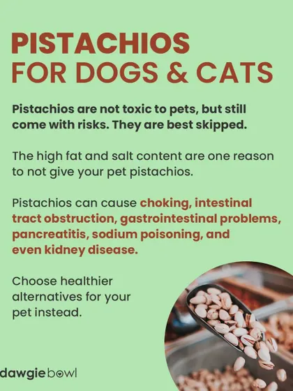 Pistachios are best avoided. Their high fat and salt content can cause gastrointestinal problems and even more serious issues like pancreatitis. The shells are also a choking hazard.