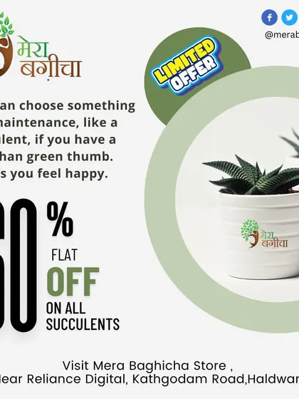 We have amazing deals on succulents! These low-maintenance plants are perfect if you're looking for something beautiful that doesn't require a lot of attention. They are sure to make you feel happy.