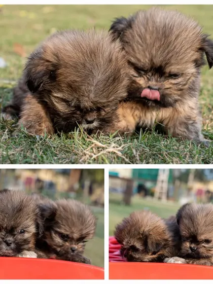 A trio of sleepy Lhasa Apso puppies. These 45-day-old pups are dewormed, toilet-trained, and come with a complete care guide, health certificate, and diet plan to ensure a smooth transition to their new home.