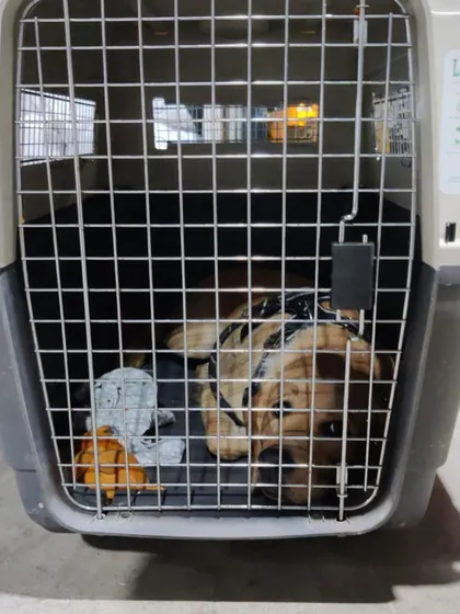 This dog is ready for a flight from Bangalore to Bagdogra. Your pet travels in an IATA-compliant crate, which is the global safety standard for air travel.