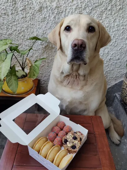 Another shot of this handsome boy with his Holi box. I love seeing how excited the doggos get for these special festive treats that I bake just for them.