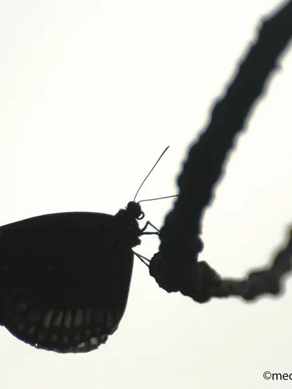 Photography for me is not just about documenting, it's about creating art. I love playing with light and shadow to tell a different kind of story. This butterfly silhouette against the bright sky creates a simple, elegant, and mysterious mood that I just find magical.