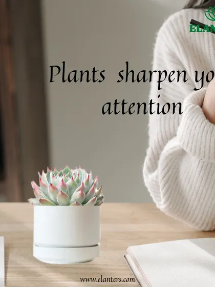 Reason 3: Plants sharpen your attention. The simple act of caring for a plant can be a mindful practice that improves concentration.