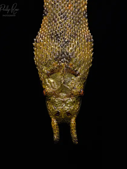 The bizarre and unique Tentacled Snake from Thailand. It's the only snake with mechanosensory tentacles on its snout, which it uses to hunt fish in murky water.