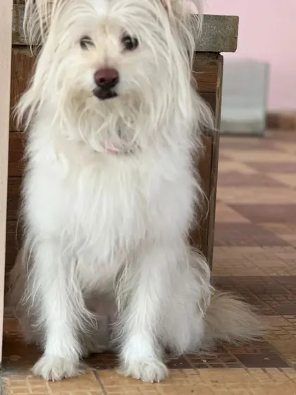 This long-haired dog is sitting calmly on the patio. The indoor and covered outdoor spaces flow together, giving pets options.