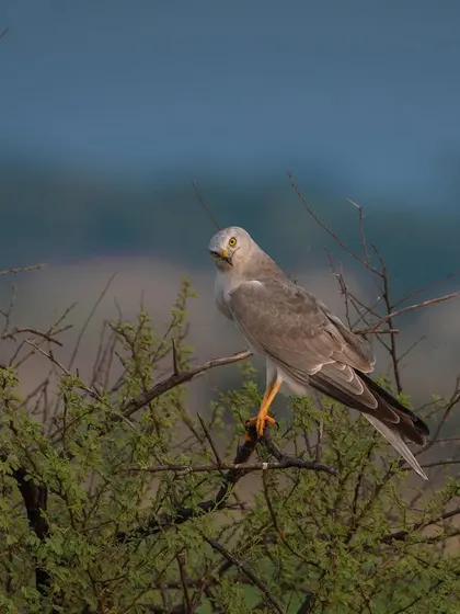 A male Pallid Harrier, with its distinct grey plumage and yellow eyes, perched on a thorny bush, scanning the grasslands for prey.