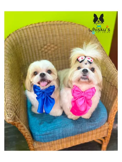 The adorable duo, Olem and Gadin, sitting pretty after their grooming. They are coordinated with blue and pink bows to match their personalities.