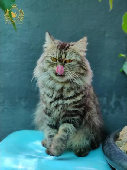 This fluffy tabby cat is giving us a cheeky lick. We love capturing the fun and quirky personalities of our guests.