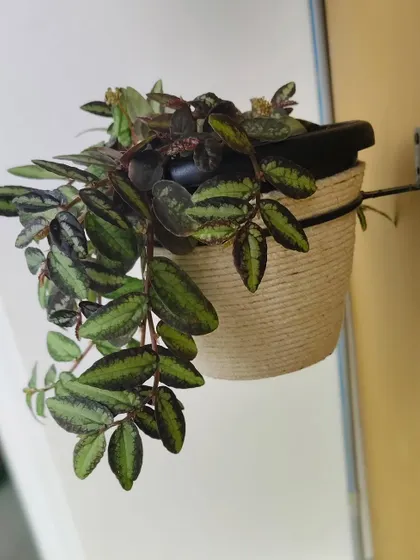 A close-up of another upcycled planter. The texture of the rope adds a warm, natural element that you just can't get with a standard plastic pot.