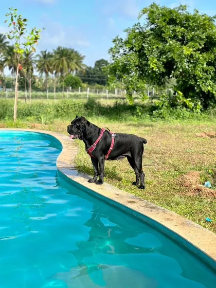 Standing guard by the pool, this Cane Corso is enjoying the vibrant atmosphere of a day at The Pawsome Camp.