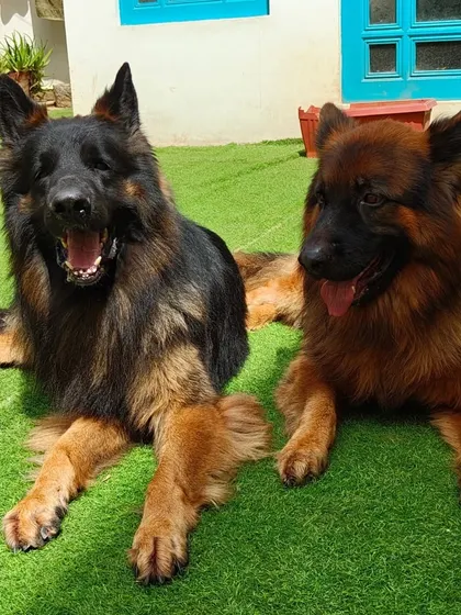 A pair of German Shepherd buddies. They often form strong bonds with other dogs during their stay.