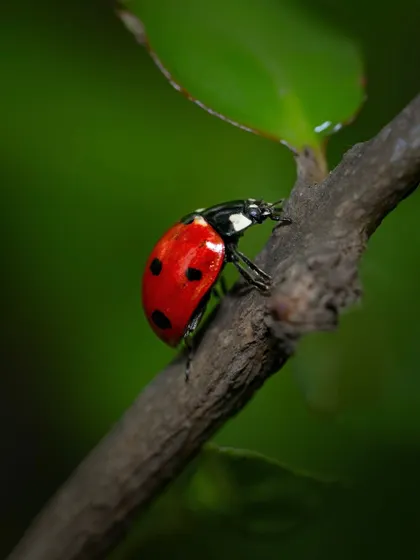 A classic ladybug on a twig. The high contrast between its bright red shell, black spots, and the dark background makes for a simple but beautiful composition.