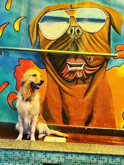Bruno the Golden Retriever, looking cool and refreshed after a swim. He's posing by the poolside against our signature graffiti wall, showing off the fun and vibrant atmosphere we've created for our furry guests.