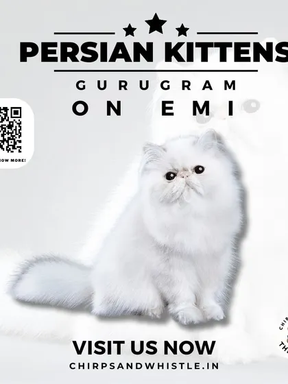 We are making it simple to buy Persian kittens in Gurugram with our EMI options. Visit our shop or our website to find out how you can welcome a new pet into your life today.