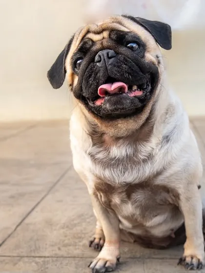 A happy, smiling pug. The warm lighting and his joyful expression make this a heartwarming studio portrait.