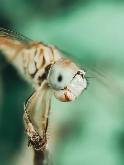 A side-profile macro shot of a dragonfly, revealing the intricate patterns on its body and delicate wings. This series shows the photographer's dedication to capturing the subject from all angles.
