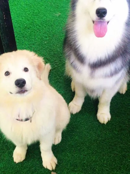 A puppy posing with a full-grown Husky. A glimpse of his future size.