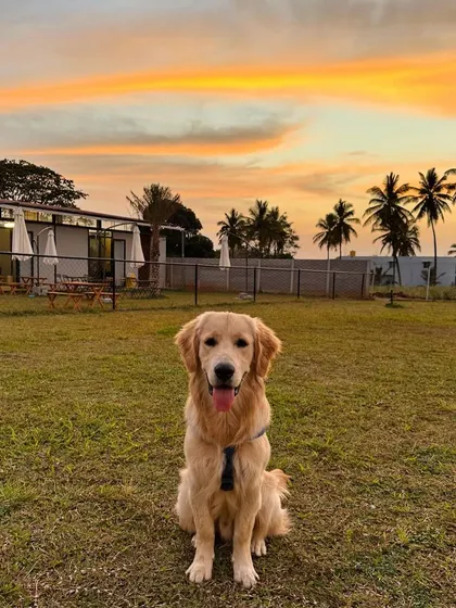 Golden hour at The Pawsome Camp is pure magic. This is the view that greets our happy campers: wide-open spaces to play and a beautiful sunset to end a perfect day.