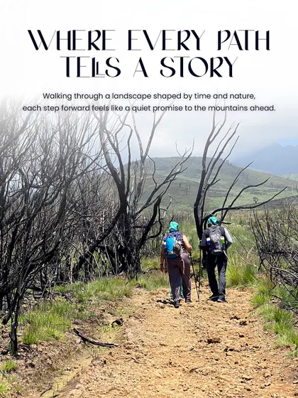 Trekkers walk through a unique landscape of burnt trees on the slopes of Kilimanjaro. The trail takes you through diverse ecosystems, each with its own story.