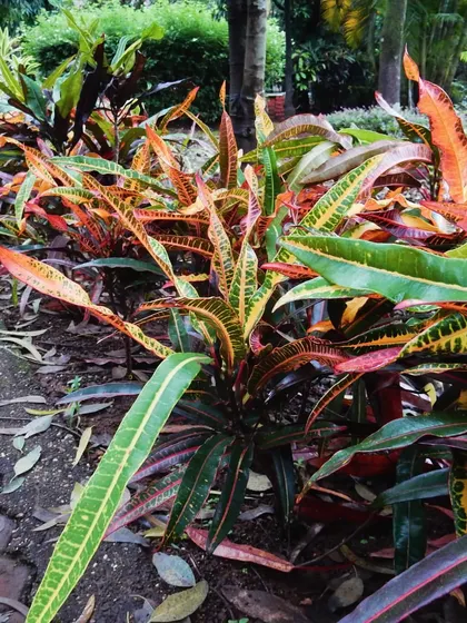 A border of vibrant Croton plants along a pathway. The key to a beautiful landscape is balancing textures, colors, and shapes, and colorful foliage plays a huge role in this.