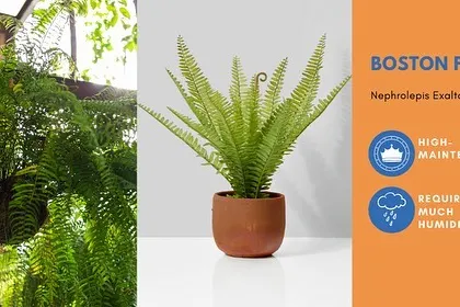 Some plants need more attention than others. The Boston Fern is beautiful but is considered high-maintenance because it requires consistent humidity to prevent its leaves from drying out.