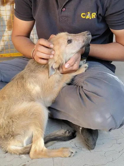 A quiet moment of connection. This young pup is learning to trust again, looking up with hope for a gentle hand and a permanent lap. Adopting a rescued animal gives them a second chance at the life they deserve.