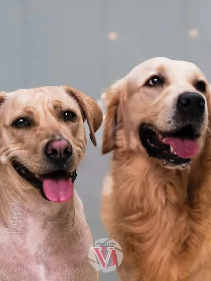 Double the paws, double the love. A beautiful studio portrait of two dog siblings, perfectly posed against a simple grey backdrop.