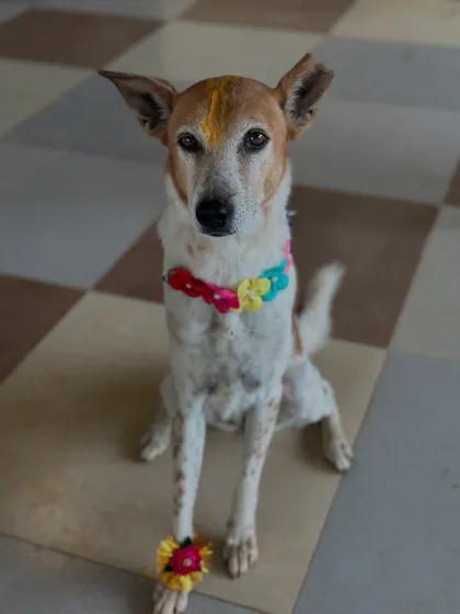 A beautiful spotted indie dog posing patiently for the camera, adorned with a colorful floral collar and rakhi.