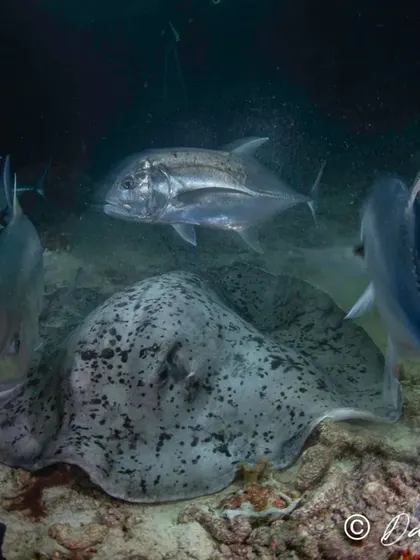 The ocean comes alive at night. On this night dive at Maya Thila, we witnessed a feeding frenzy as a marbled ray hunted for its meal, surrounded by giant trevally and snappers. Our guided night dives reveal a side of the marine world that daytime divers rarely get to see.