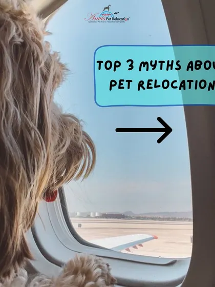 Let's debunk some common myths about pet relocation. Understanding the facts is the first step toward a stress-free journey for you and your pet.
