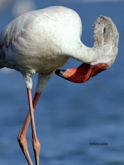 I love capturing the quirky personalities of birds. This flamingo seemed to be hiding from my camera, giving me a shy pose that was just too cute not to photograph.