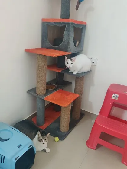 Goru and Kalu exploring their surroundings. You can see the multi-level cat tree, carriers, and toys that make their stay comfortable and fun.