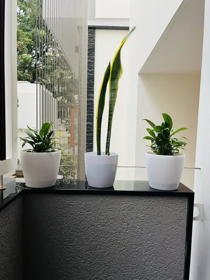 A simple and aesthetic arrangement for a countertop. We placed a tall Snake Plant between two smaller Peace Lilies in matching white pots, creating a balanced and visually pleasing composition.