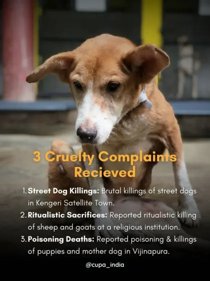 In April, I received and acted on three major cruelty complaints involving the brutal killing of street dogs, ritualistic sacrifices, and the poisoning of puppies and their mother.