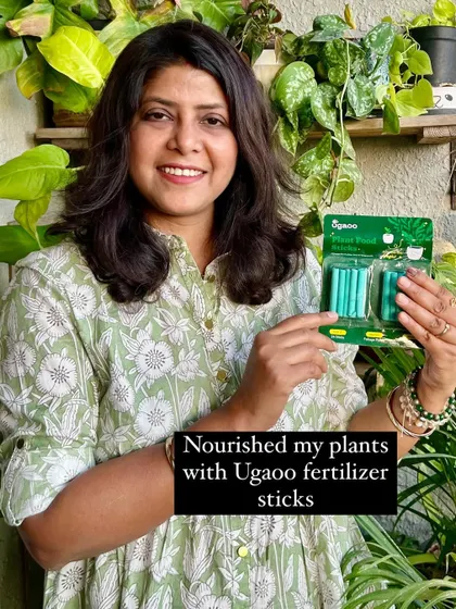 To keep my plants nourished, I use these simple fertilizer sticks from Ugaoo. They release nutrients slowly over time, making feeding your plants foolproof.