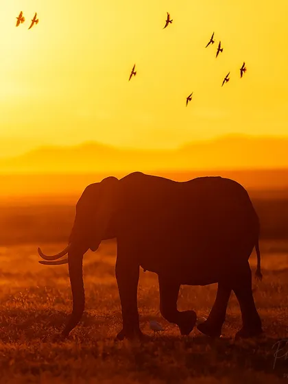A lone elephant bull walks across the plains as birds fly overhead, all silhouetted against the vibrant orange sky of an African sunrise.